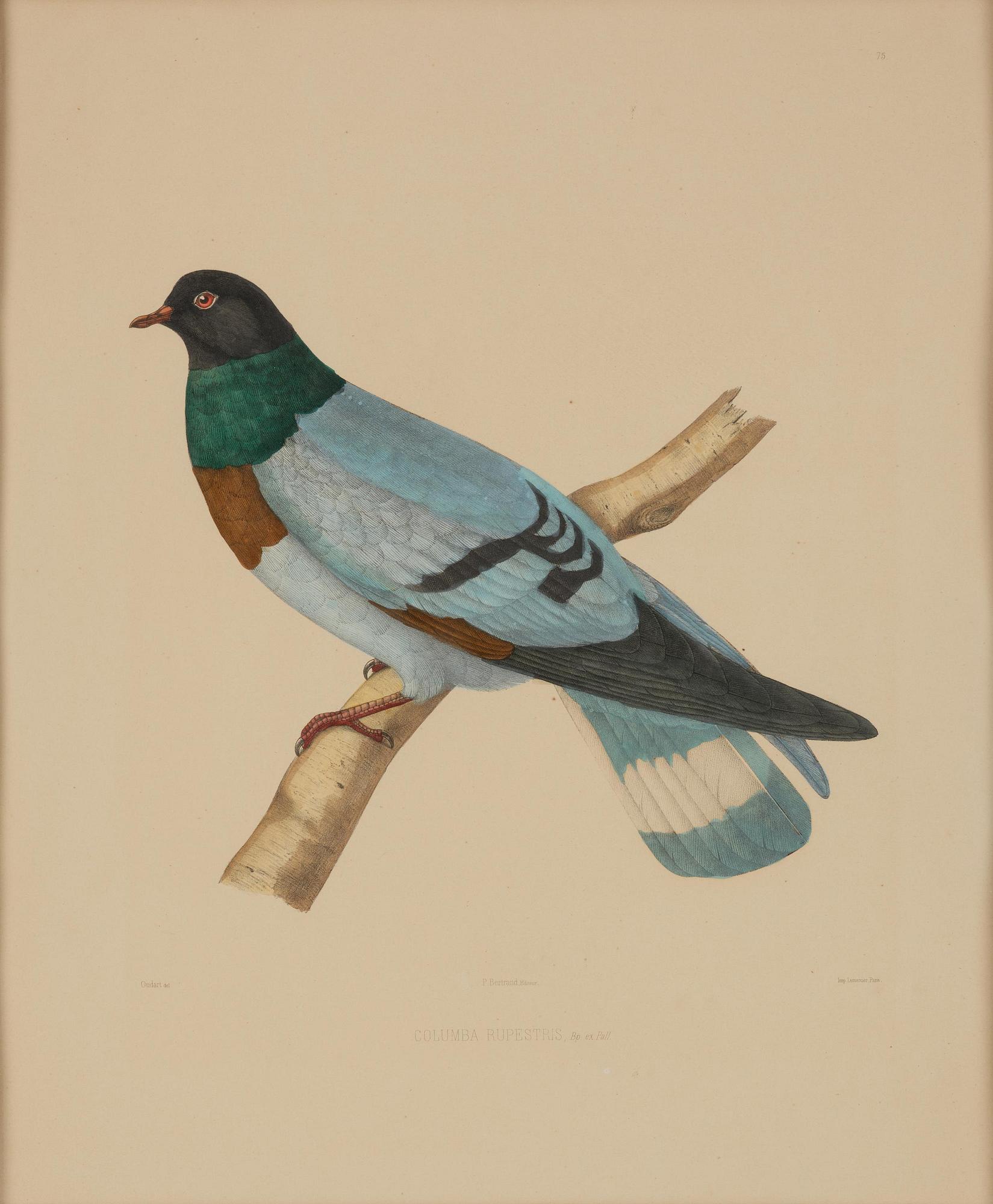 A set of eight plates from "Iconographie des pigeons" by Charles Lucien Bonaparte.