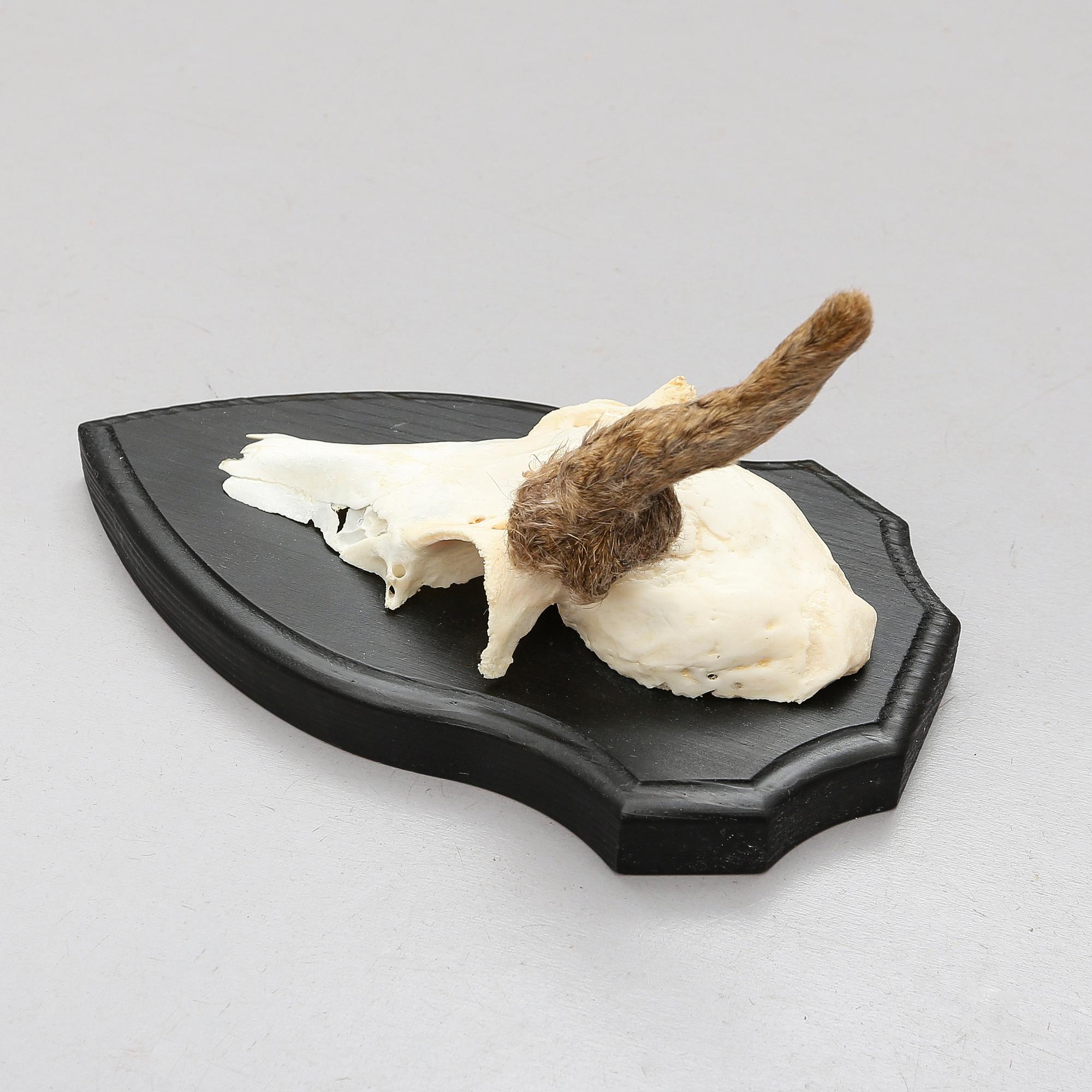 JAKTROFFÉR, 23 st (8+15), 1900-tal.