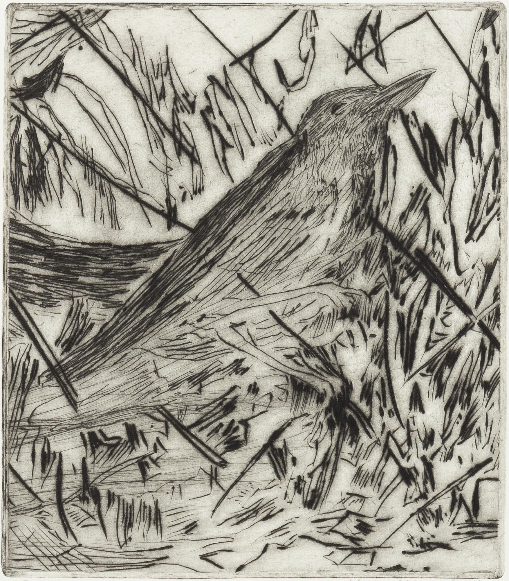 Hans Wigert, bird.