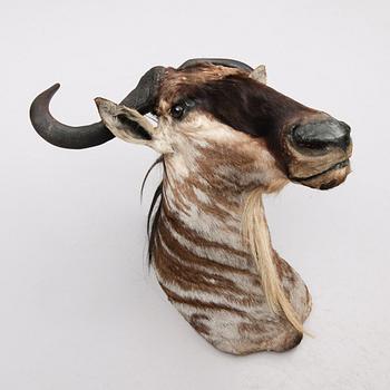 TAXIDERMI - Gnu, 1900-tal.