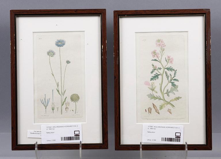 KOPPARSTICK, 6 st. Ur J W Palmstruchs "Svensk botanik".