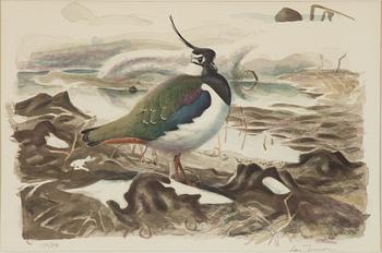 Lars Jonsson, Northern lapwing.