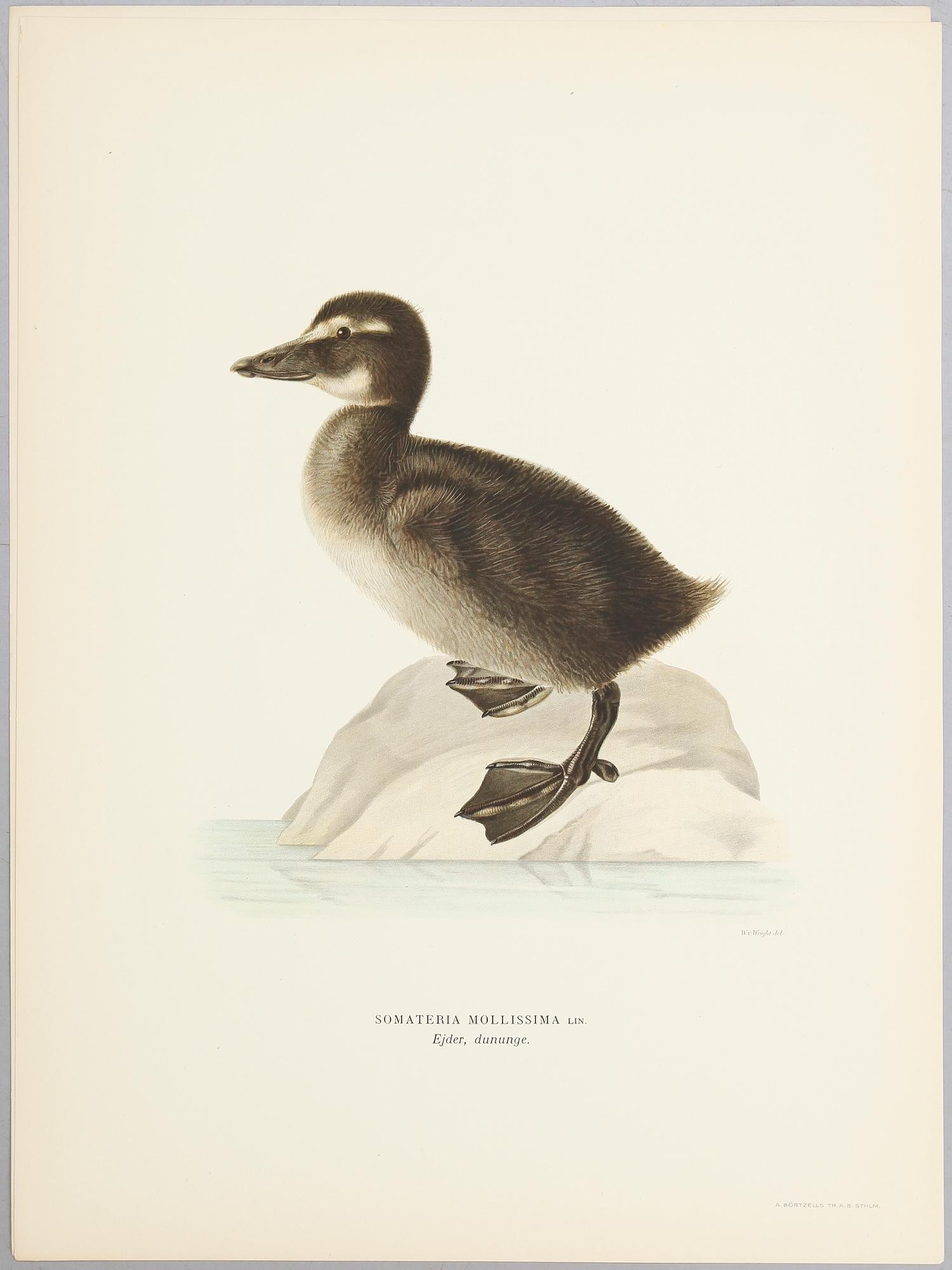 LITOGRAFISKA TRYCK, ca 30 st, ur M och W von Wright, Svenska fåglar.