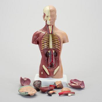 ANATOMISK MODELL, 1900-talet senare del.