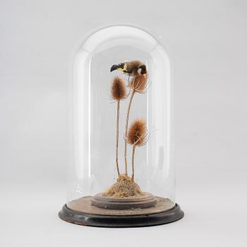 TAXIDERMI, uppstoppad fågel, England, omkring år 1900.