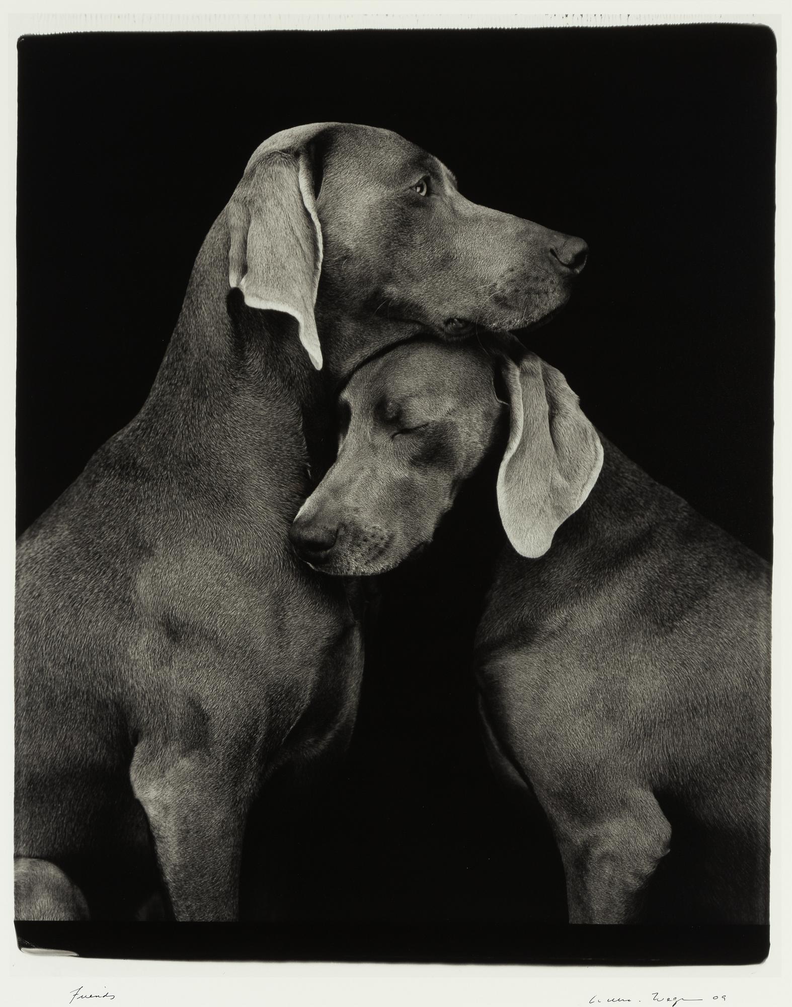 William Wegman, "Friends".