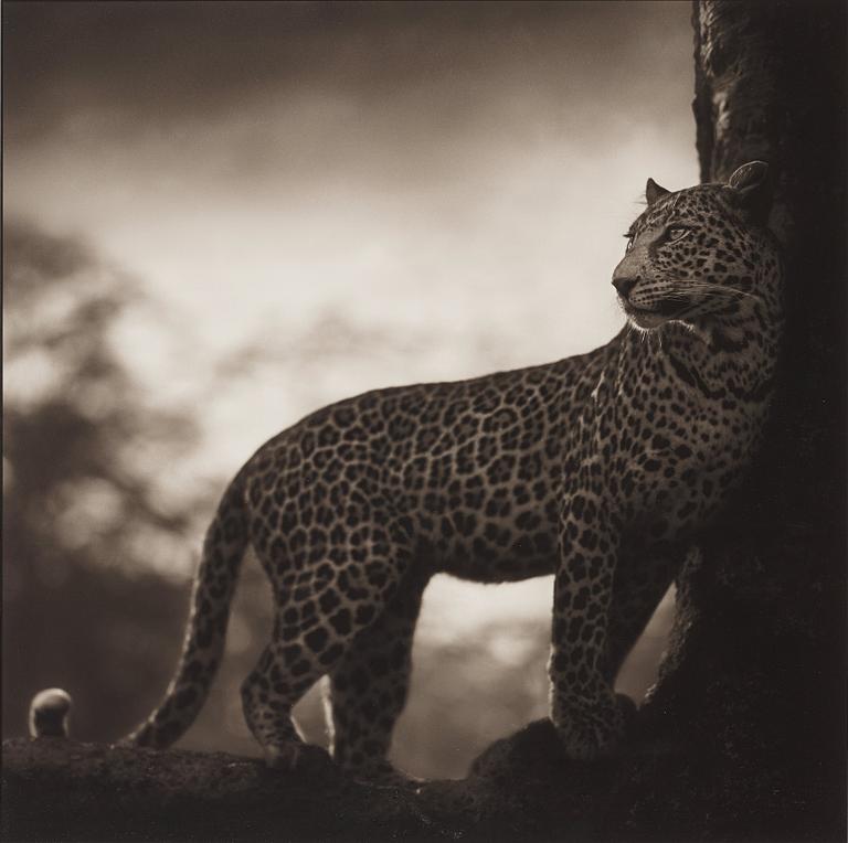 Nick Brandt, "Leopard in Crook of Tree, Nakuru, 2007".