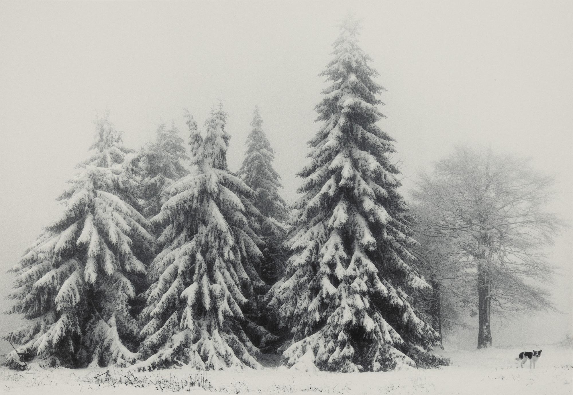 Pentti Sammallahti, "Petrohan, Bulgaria, 2003".