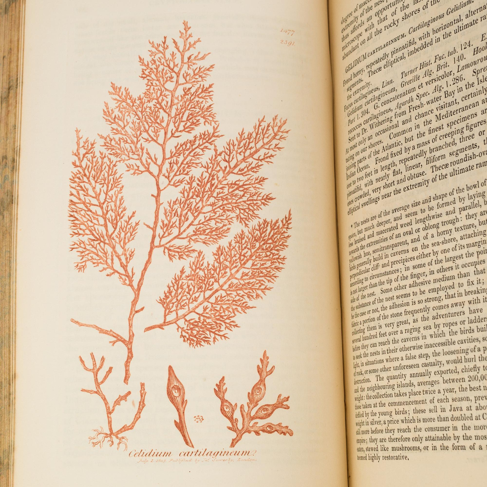 BOOKS, 12 volumes, 'English Botany' by Sir James Edward Smith, James Sowerby, London, 1832-46.