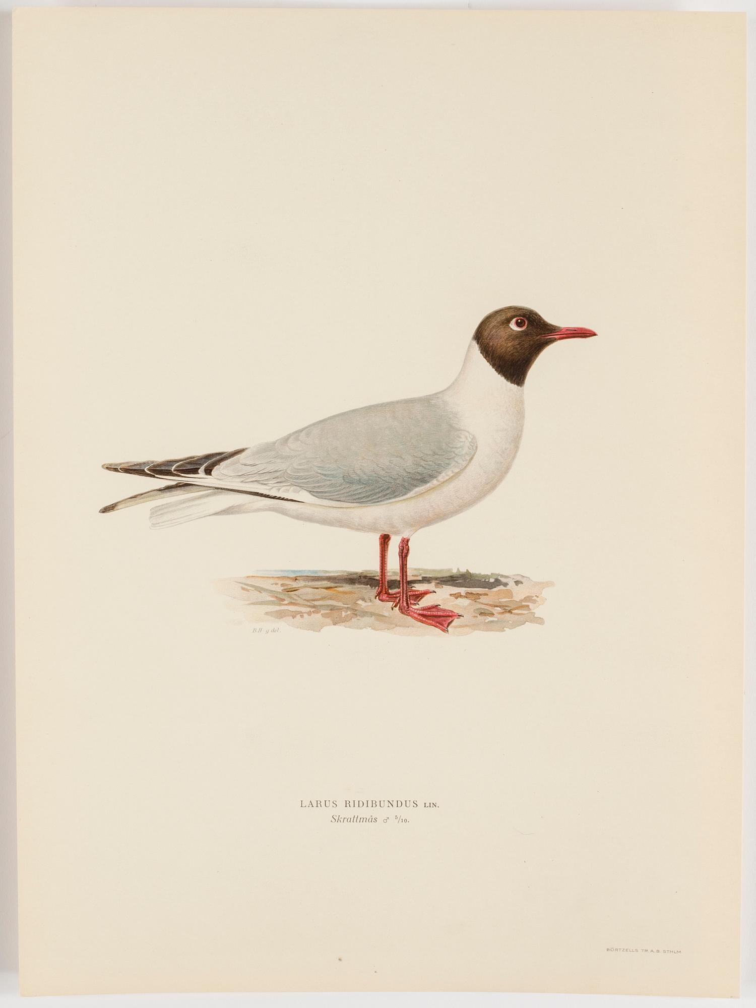 M o W VON WRIGHT, "Svenska fåglar", 252 st planscher, Ivar Baarsens förlag, Stockholm, 1920-tal.