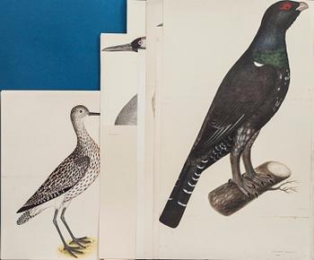 MAPP, OLOF RUDBECK DY, "Portföljen", med kommentar av Gunnar Brusewitz och Tomas Anfält.