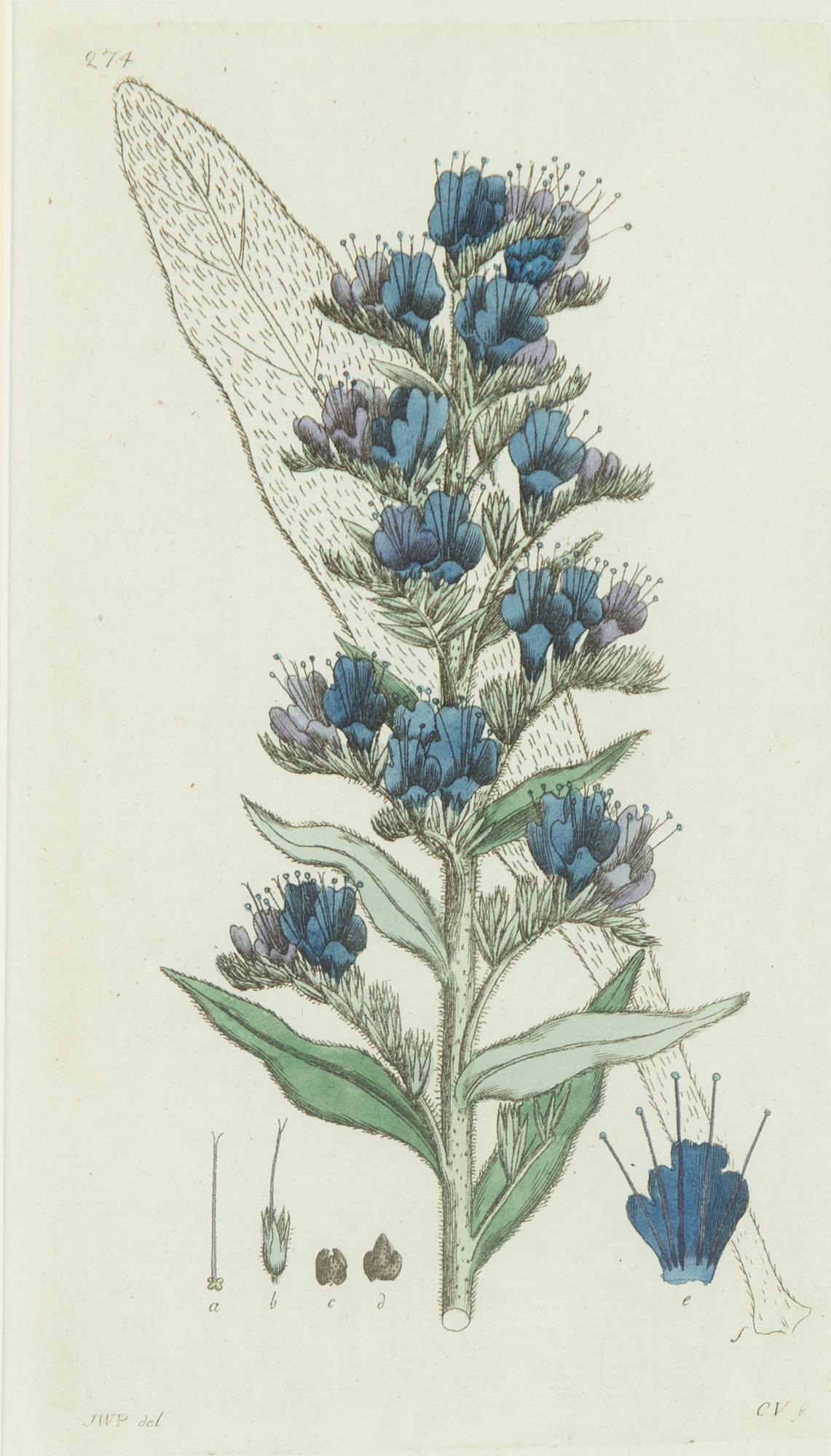 Twelve hand-coloured engravings, J.W. Palmstruch, from 'Svensk Botanik', 1802-1840.