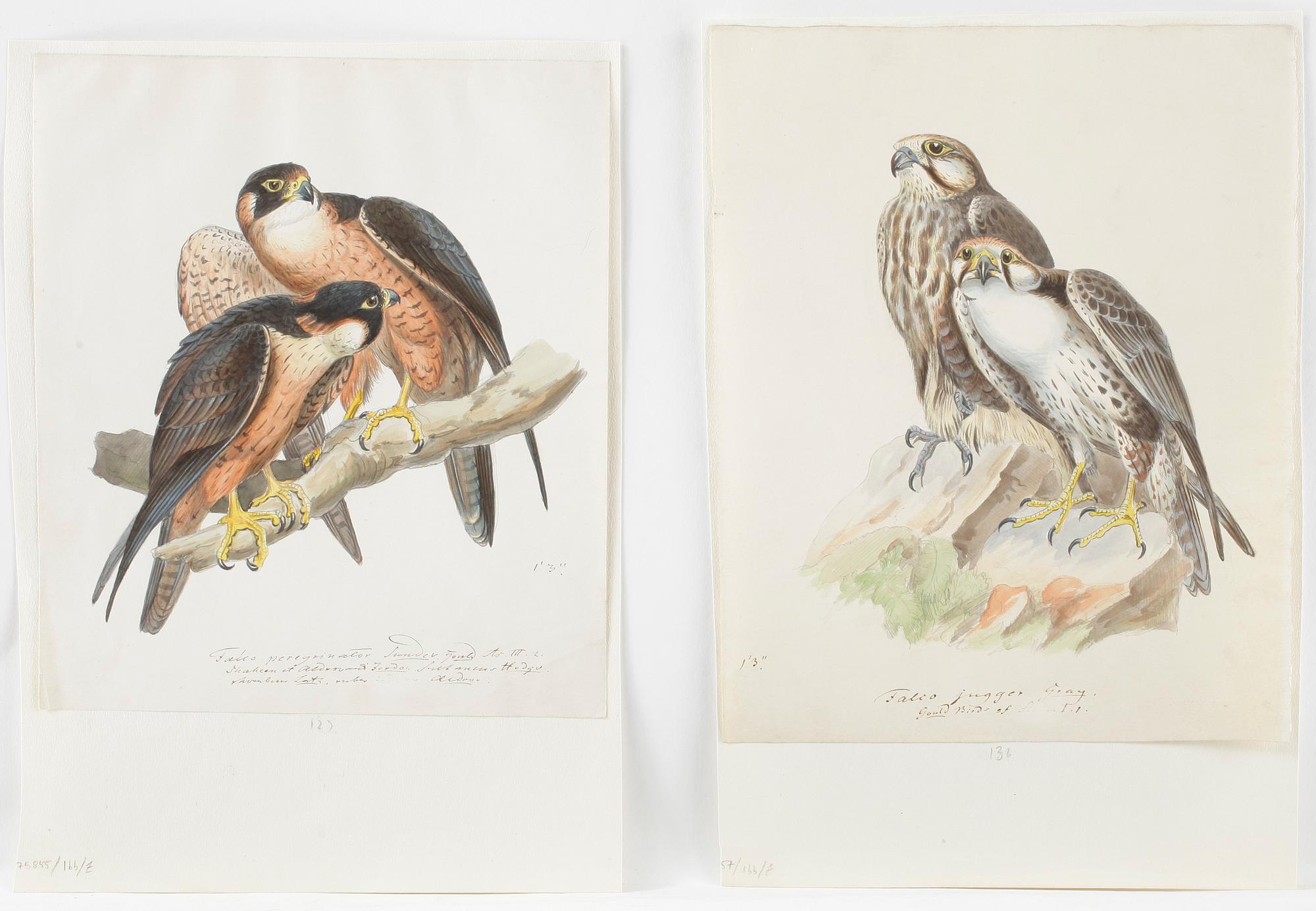 AKVARELLER, 2 st, falkar, 1800-tal.