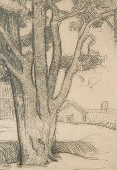 Eero Järnefelt, "Tuomalan mänty I".