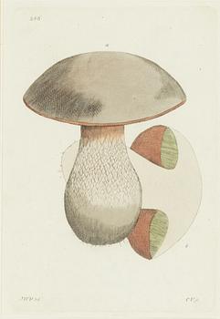 Twelve hand-coloured engravings, J.W. Palmstruch, from 'Svensk Botanik', 1802-1840.