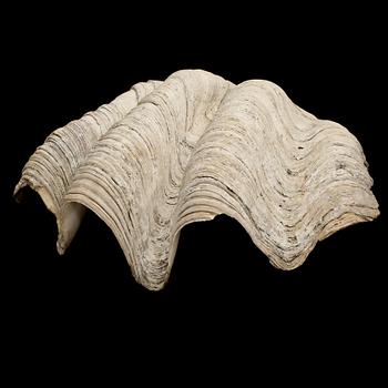 MUSSLA, fossil.