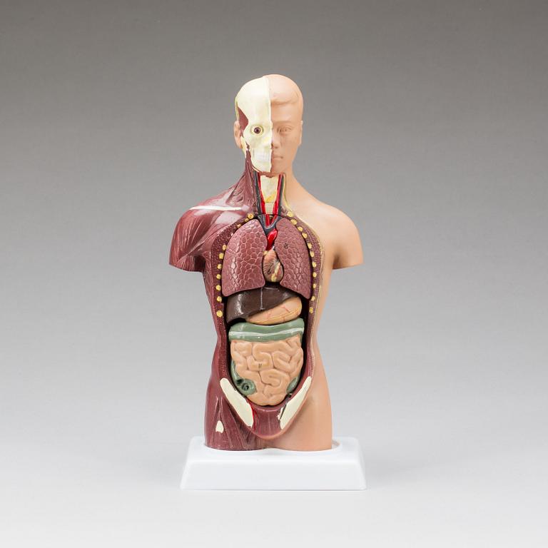 ANATOMISK MODELL, 1900-talets slut.