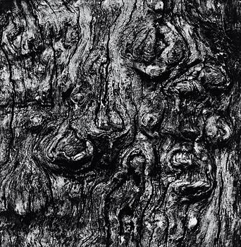 320. Aaron Siskind, "APPLE TREE (MILLERTON)", 1971.
