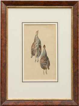 Unknown artist, likely Germany, watercolours, 2 pcs, bird studies, 19th century.