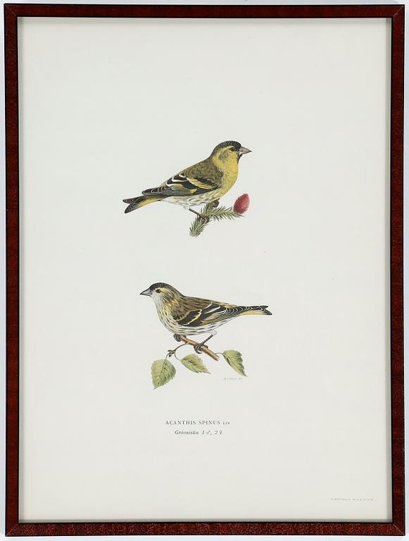 LITOGRAFIER, 12 stycken, ur "Svenska fåglar", Magnus och Wilhelm von Wright, A Börtzells, 1900-talets första hälft.