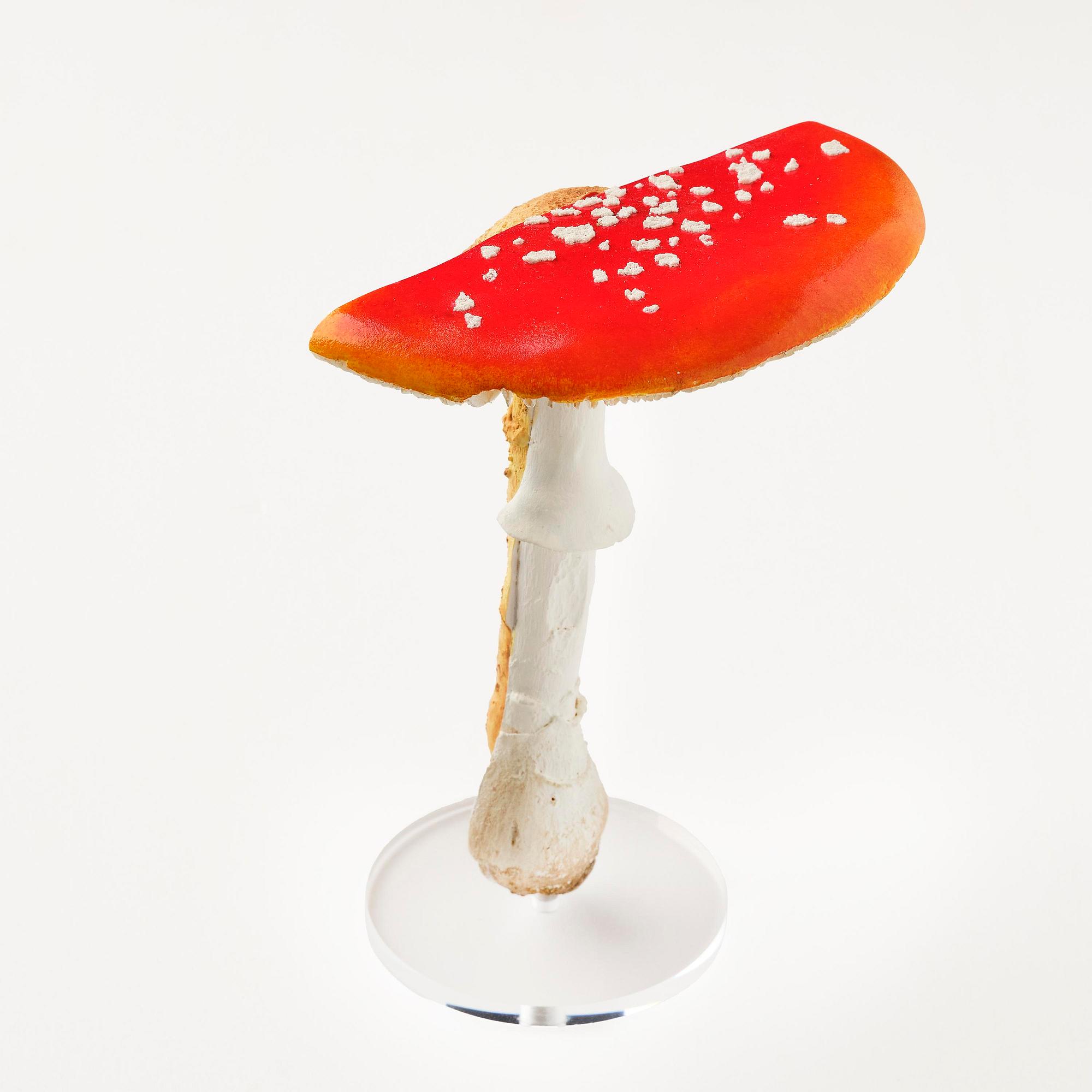 Carsten Höller, "Double Mushroom Vitrine (Once)".