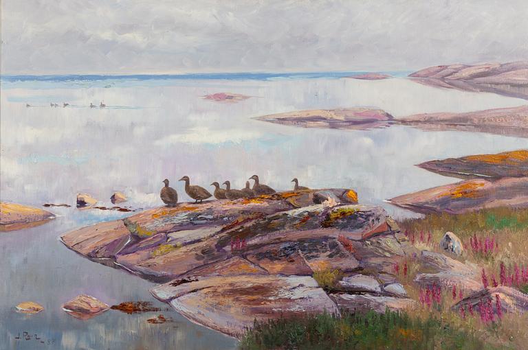 Johannes Ravn, Eiders on a Rock.