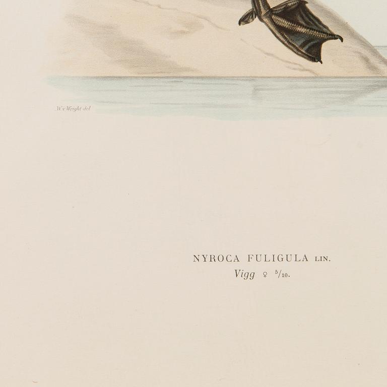 LITHOGRAPHS, 5 pcs, after Wilhelm von Wright and Bror Hallberg. A. Börtzell, Stockholm.