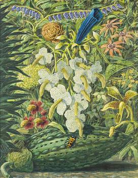 Karl Axel Pehrson, "Strangalia Cyanicolis".
