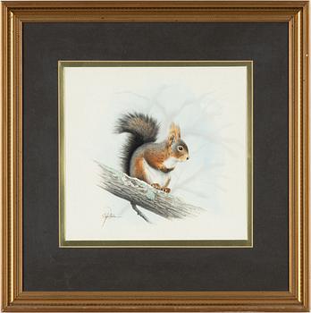 Staffan Ullström, Ekorre på gren.