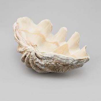 FOSSIL, mussla.