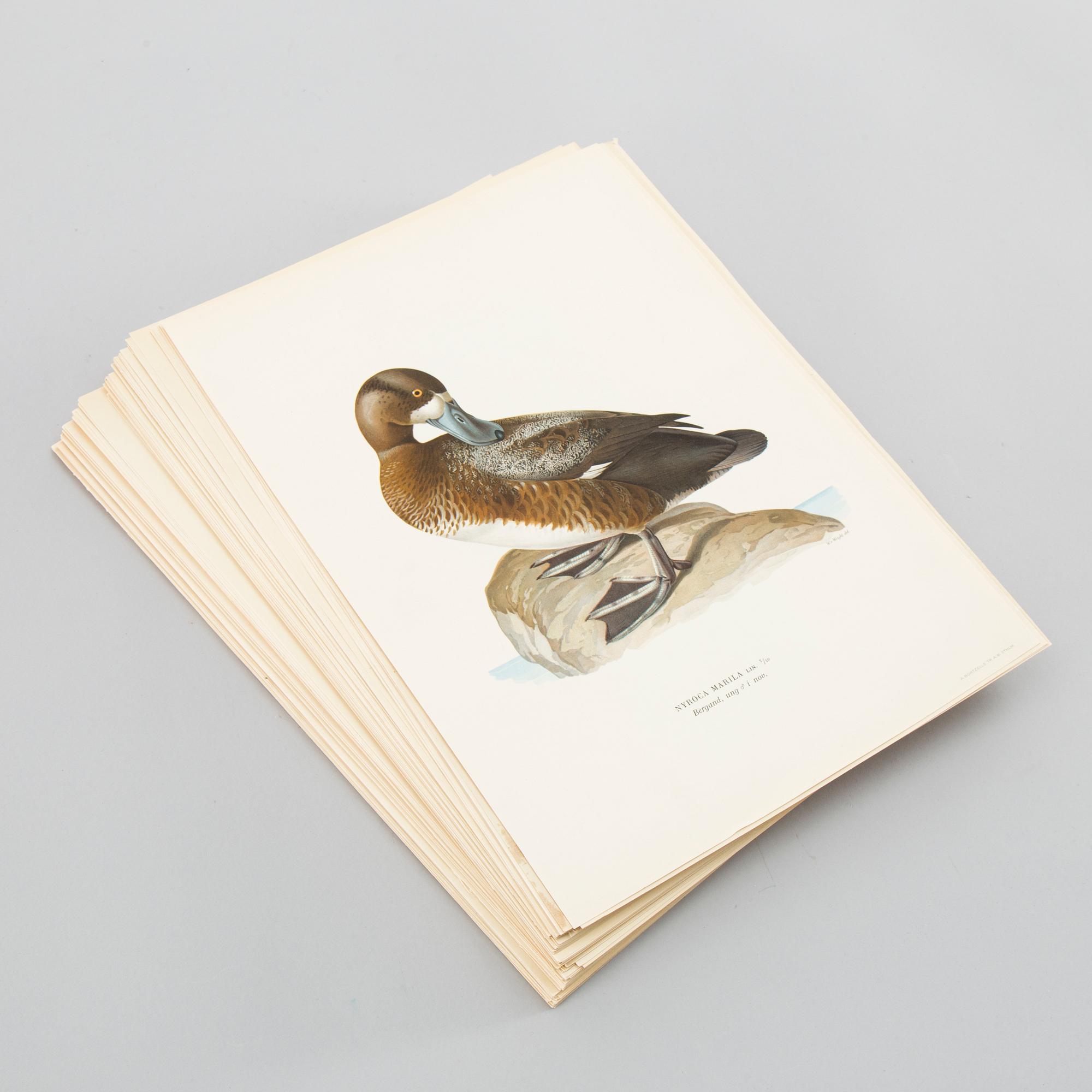 LITOGRAFISKA TRYCK, ca 150 st, Ferdinand von Wright, Börtzells, Stockholm.