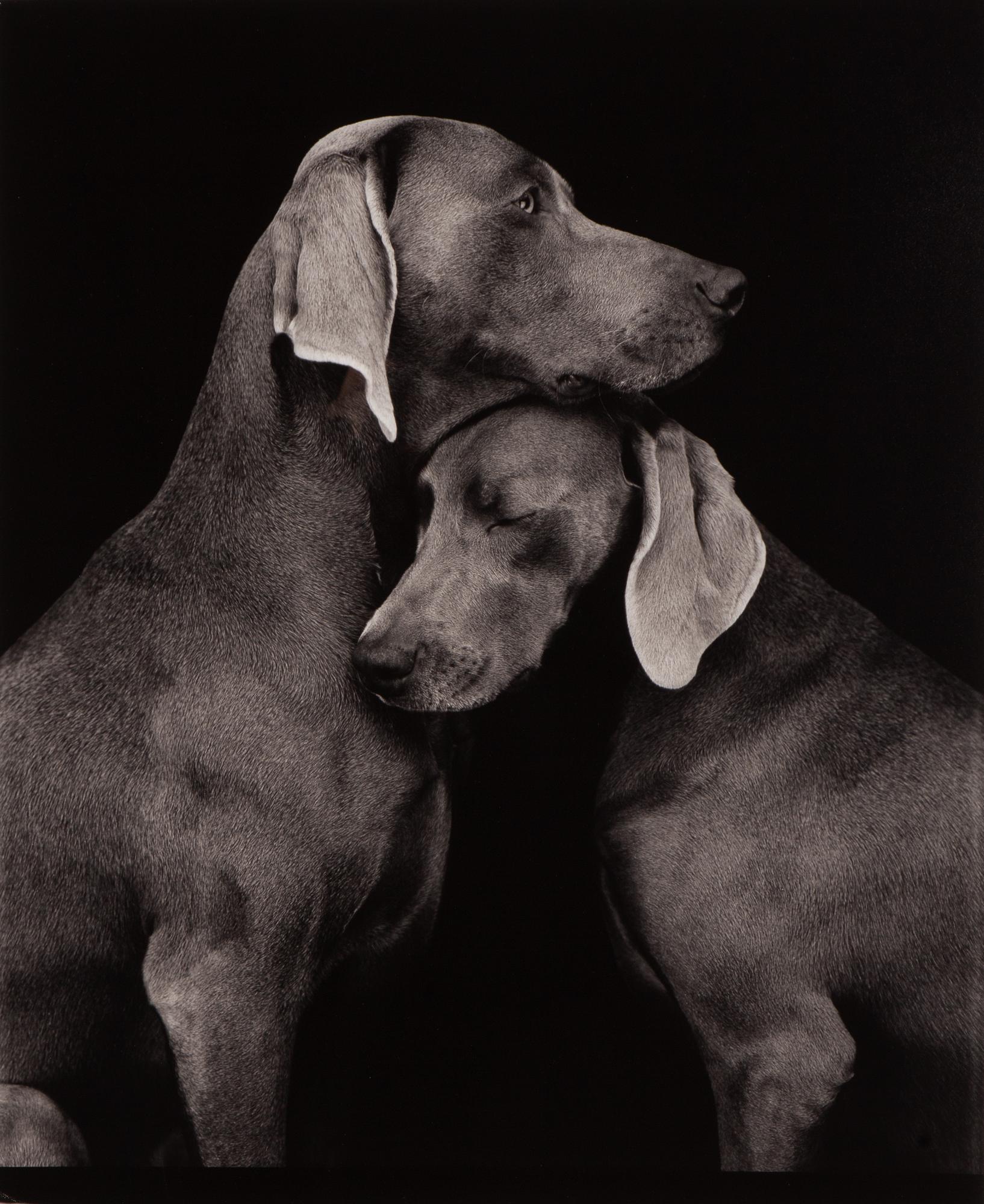 William Wegman, "Friends".