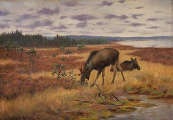 974C. Axel Borg, Moose in the bog.
