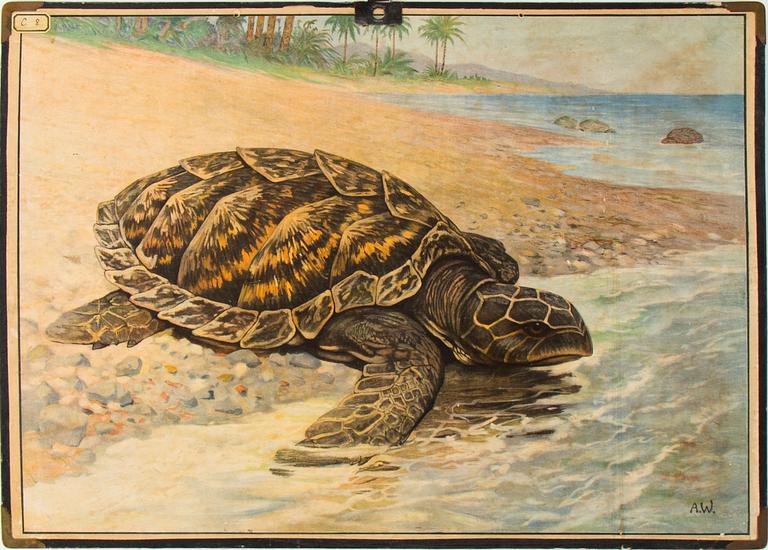 6 teaching posters with animals and plants, around 1950.