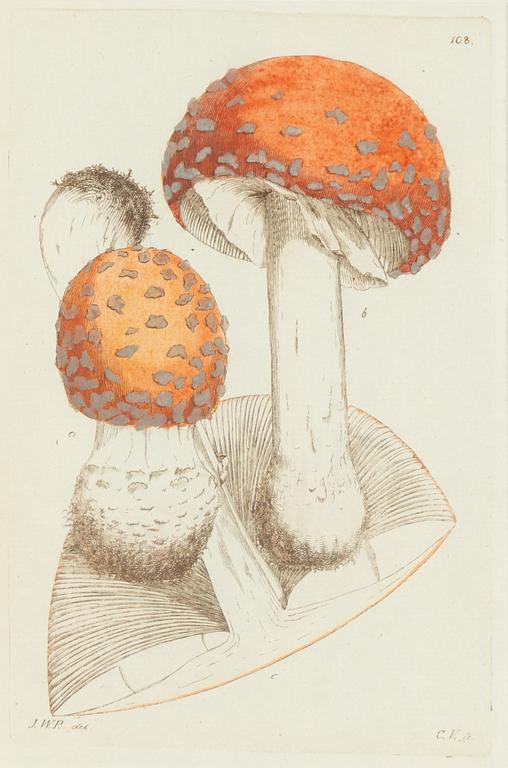 Twelve hand-coloured engravings, J.W. Palmstruch, from 'Svensk Botanik', 1802-1840.