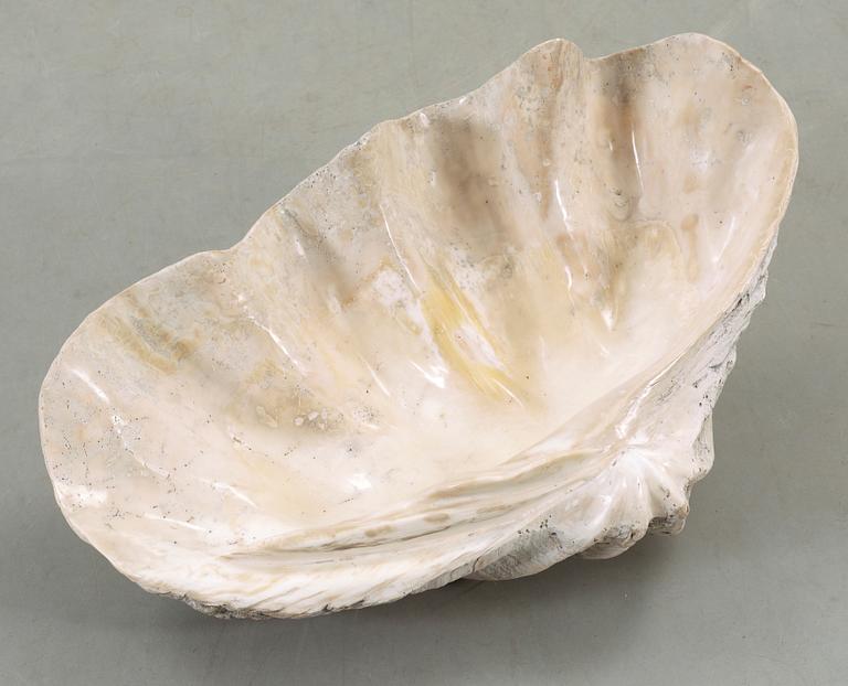 MUSSLA, fossil.