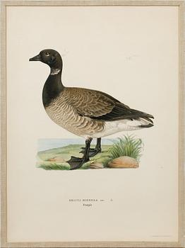 Ten prints from M and W von Wrights book "Svenska fåglar", printed at A. Börtzells in Stockholm, 20th century.