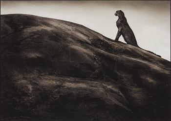 134. Nick Brandt, "Cheetah on Rock, Serengeti, 2001".