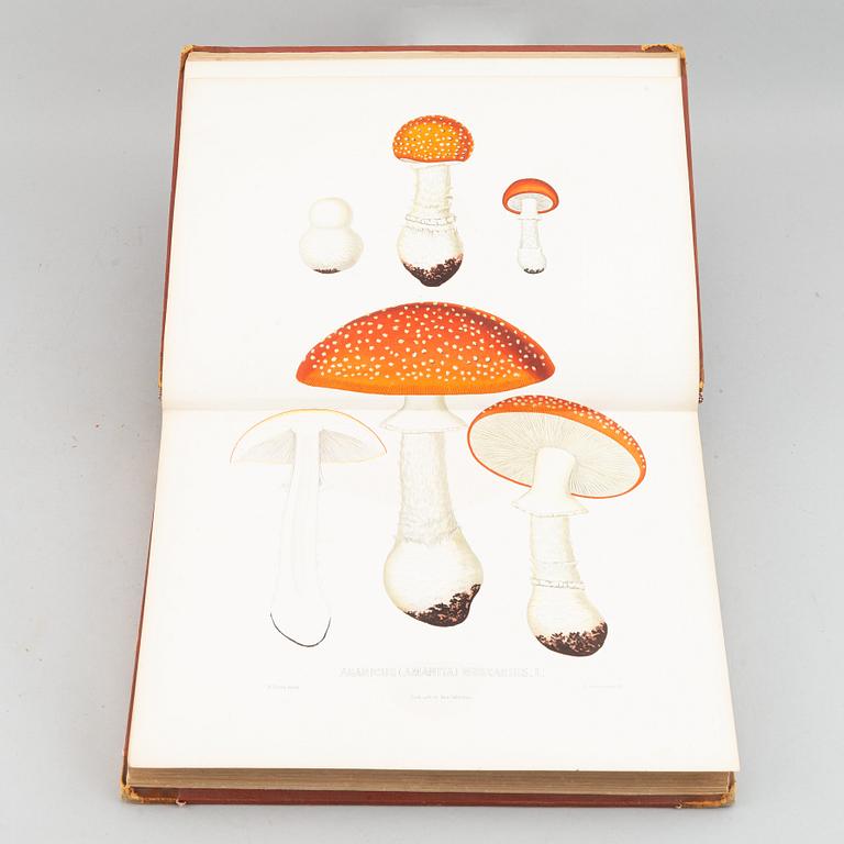 With 94 chromolithographs of mushrooms.