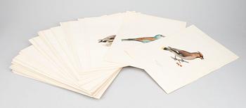 LITOGRAFISKA TRYCK, 100 st, ur von Wrights "Svenska fåglar", 1920-tal.