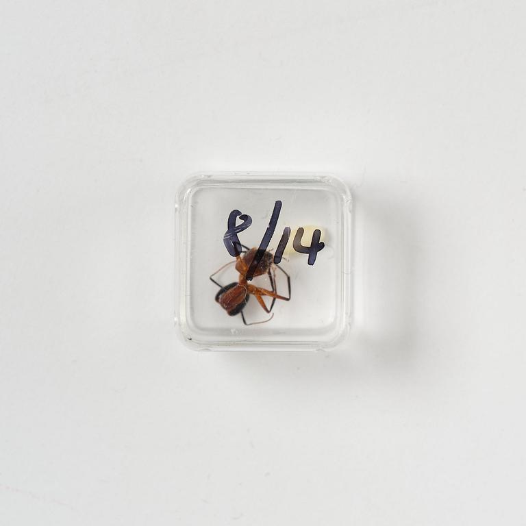 Rosemarie Trockel & Kirsten Ortwed, "Blue Box", 1990.