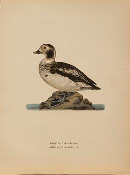 LITOGRAFISKA TRYCK, 28 st, ur M och W von Wrights "Svenska fåglar", A. Börtzells, Stockholm.