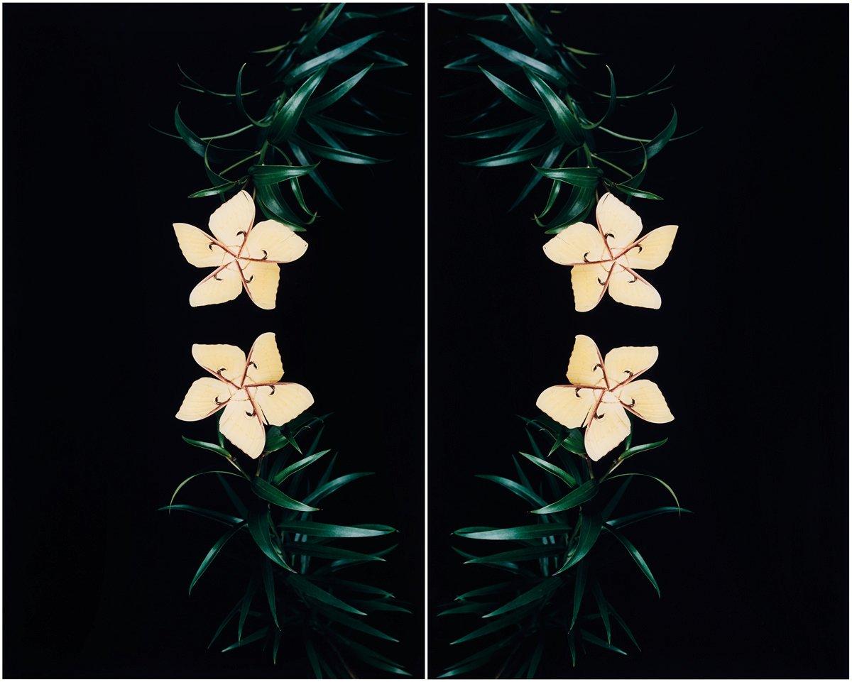NATHALIA EDENMONT, Sign och dat 2005 och numr 1/6. Diptyk. C-print, aluminium, plexiglas.