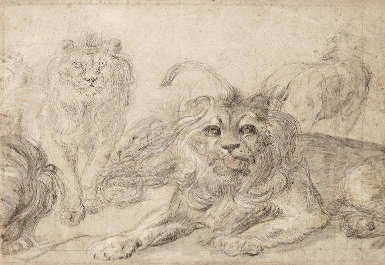 Study of lions.
