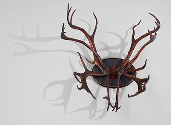 TROFÉ, renhorn, 1900-talets första hälft.