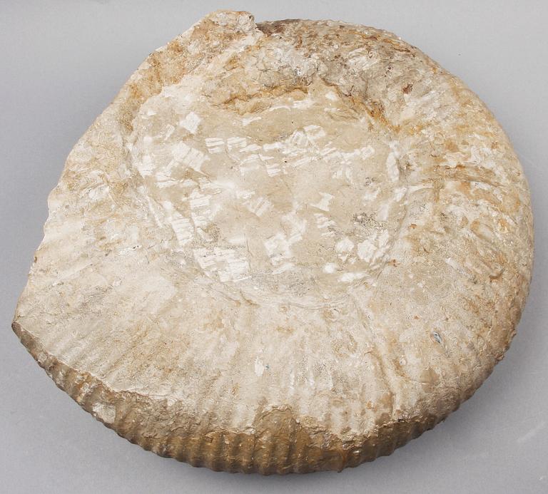 FOSSIL, ammonit, äldre jura/yngre krita.