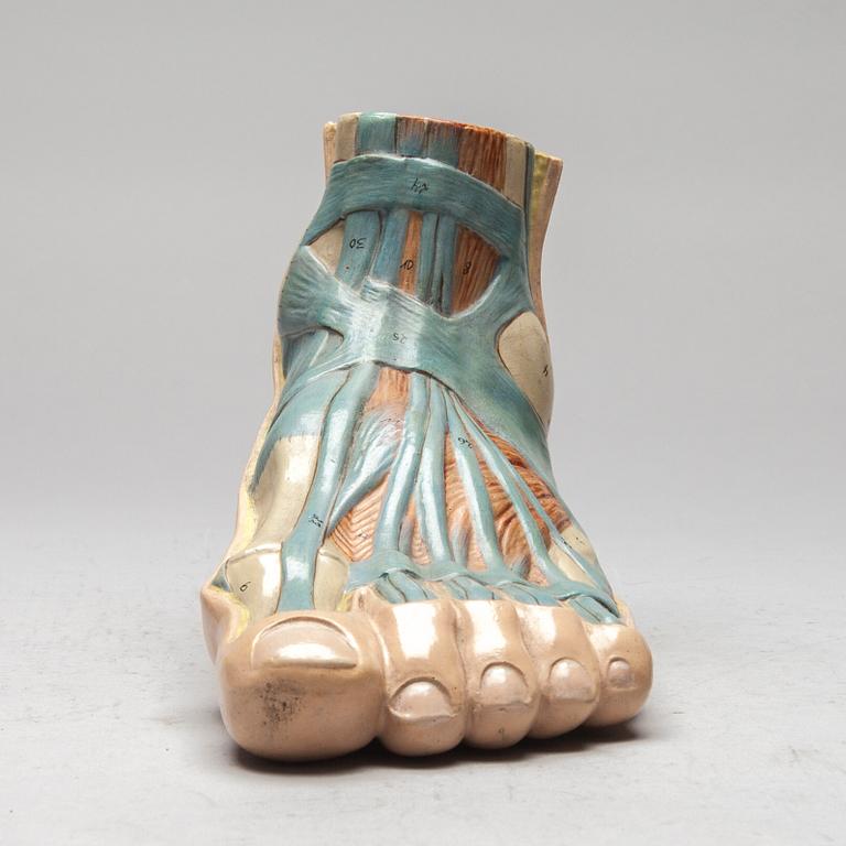 ANATOMISK MODELL, plast, 1900-talets mitt.