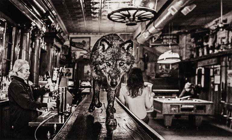 David Yarrow, "The Wolf Of Main Street II", 2015.