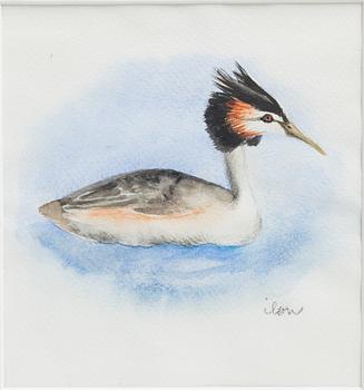 Ilon Wikland, Black-necked grebe.