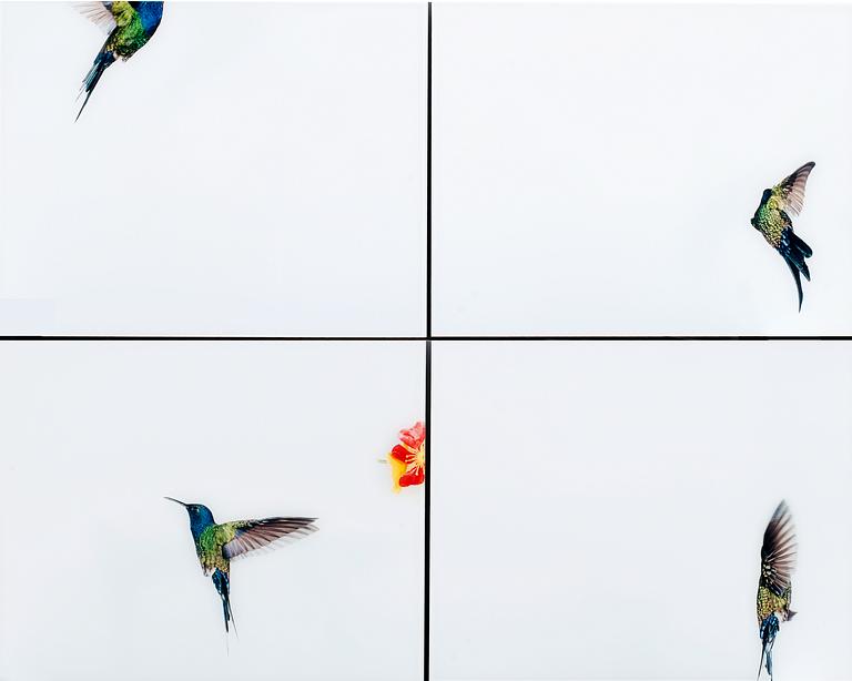 Sanna Kannisto, "HUMMINGBIRD FLIGHT".